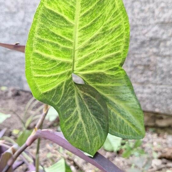 Syngonium podophyllum Лист