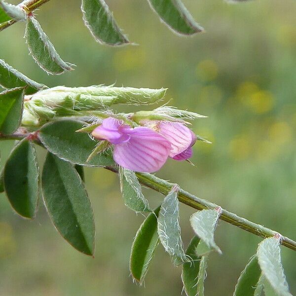 Onobrychis caput-galli Květ
