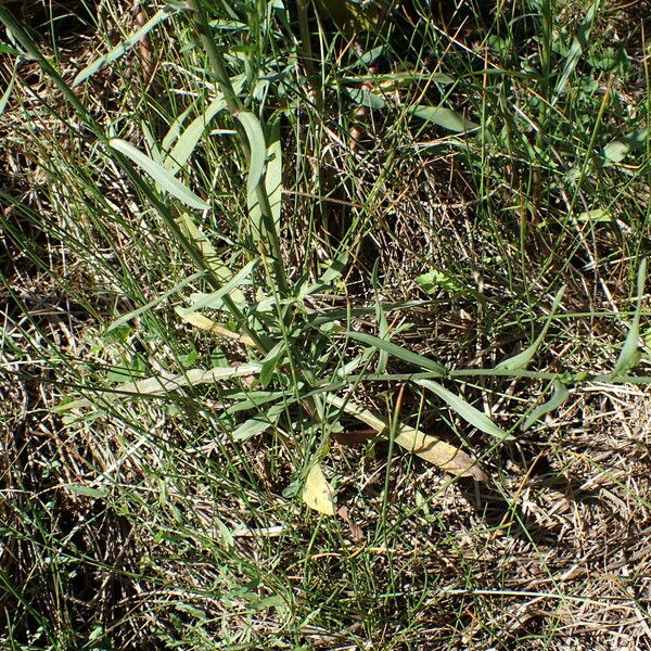 Symphyotrichum subulatum Лист