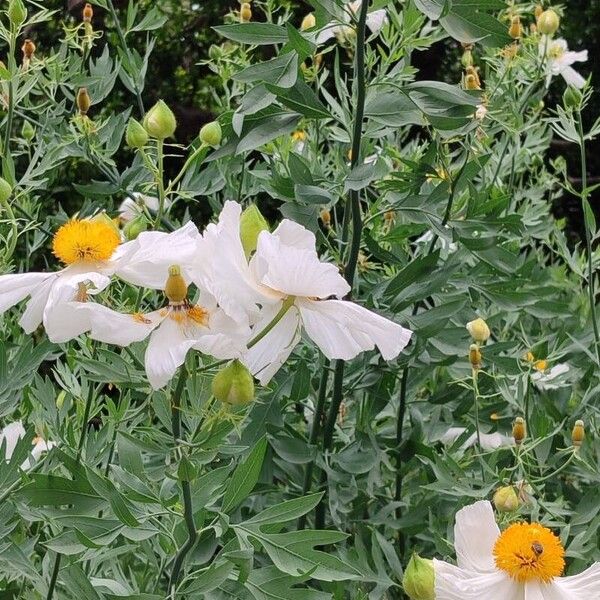 Romneya coulteri Habit