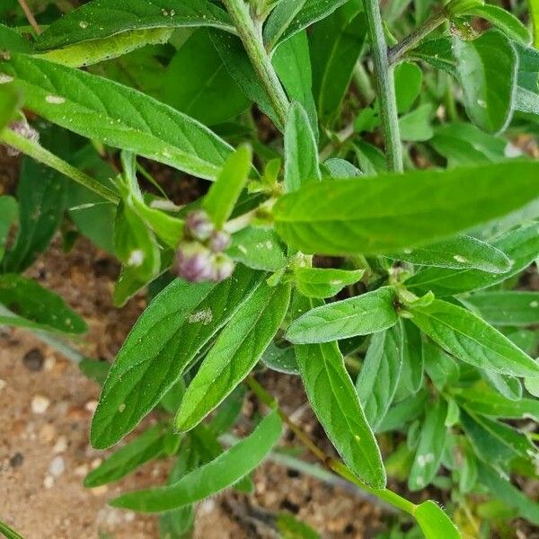 Gutenbergia boranensis Leaf