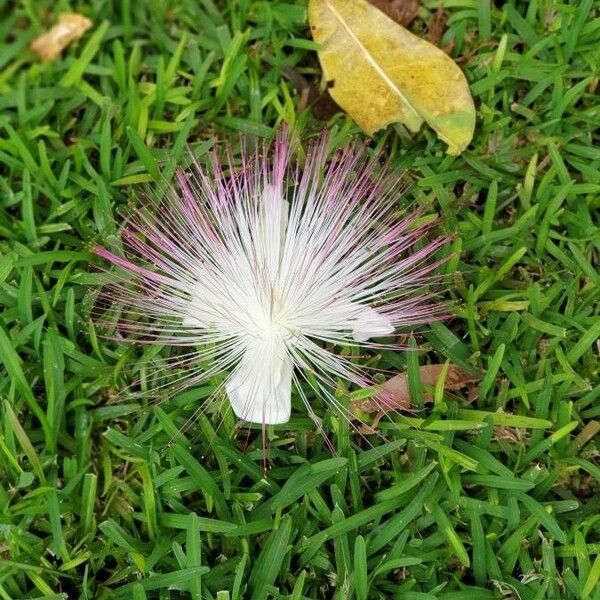 Barringtonia asiatica Květ
