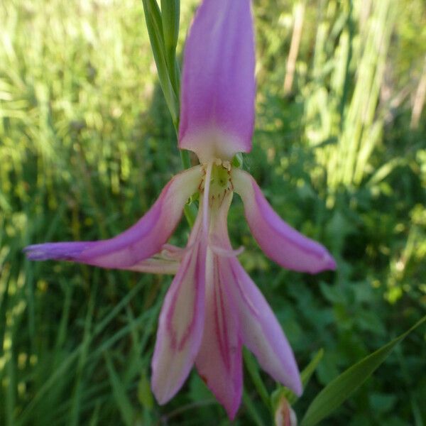 Gladiolus italicus Цвят