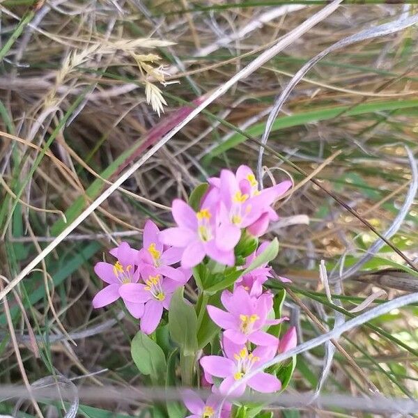 Centaurium erythraea Flower