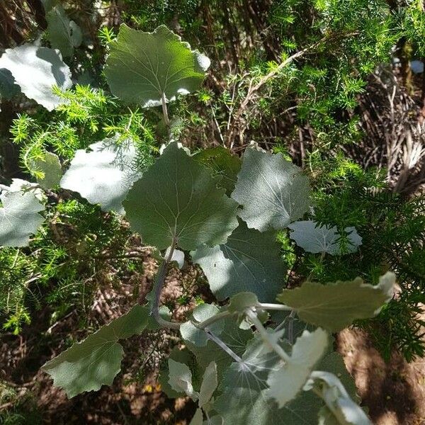 Abutilon grandifolium 花