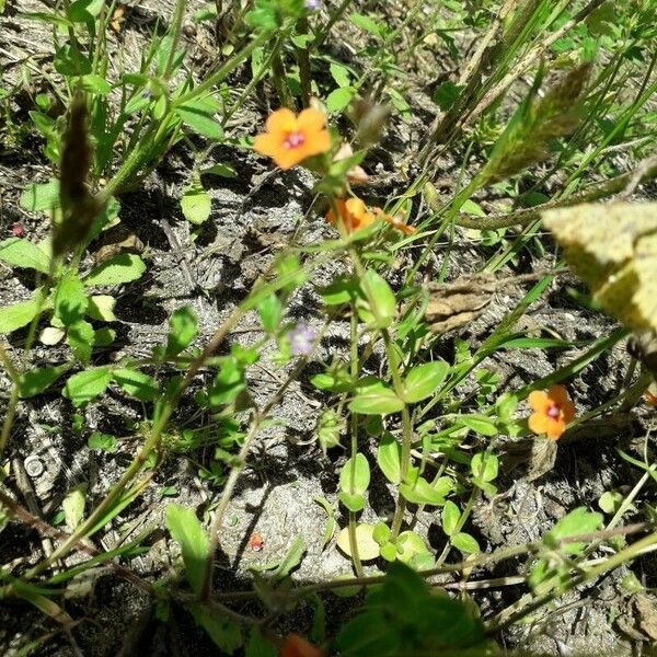 Lysimachia arvensis Celota