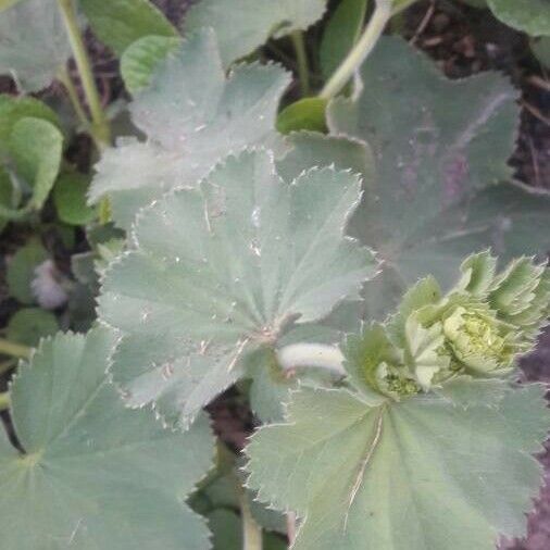 Alchemilla monticola Hostoa