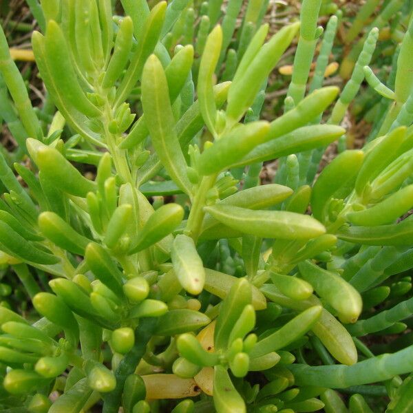 Batis maritima Leaf