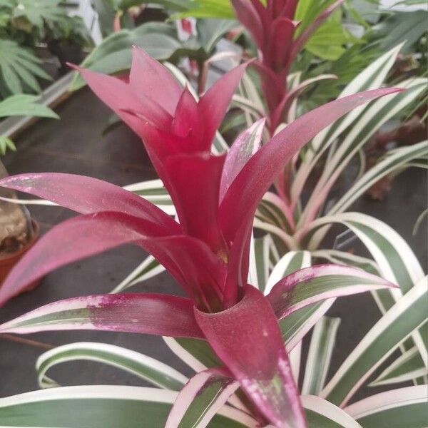 Guzmania monostachia Flower