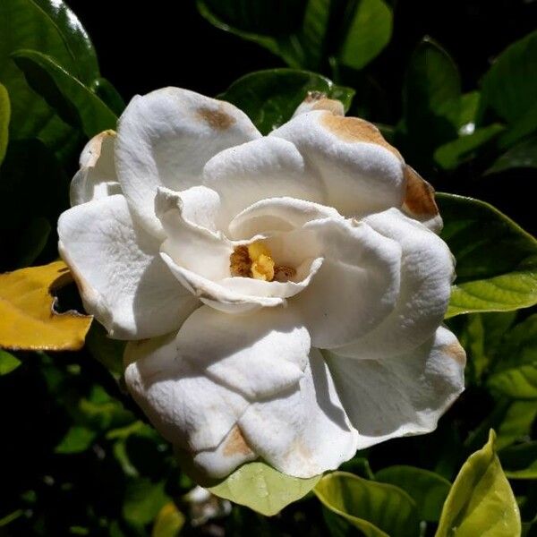 Gardenia jasminoides Blüte