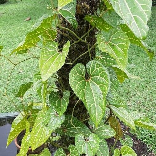 Aristolochia leuconeura Folha