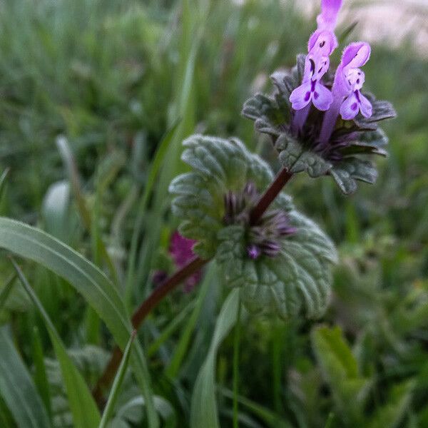 Lamium amplexicaule Floare