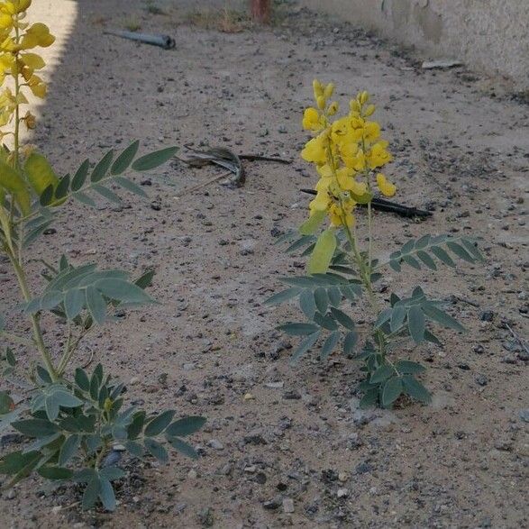 Senna alexandrina Habitat