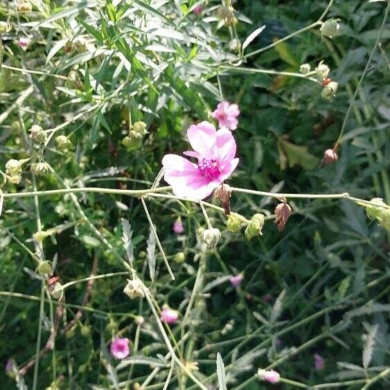 Althaea cannabina 花