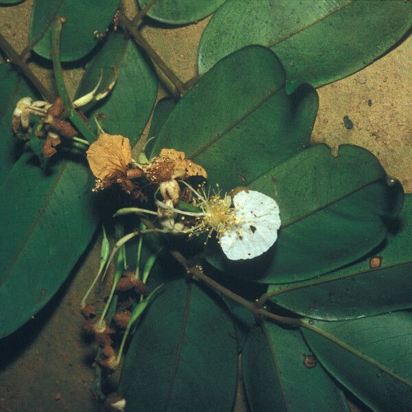 Swartzia polyphylla Flors