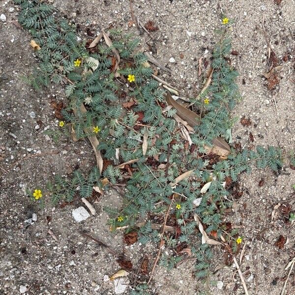 Tribulus terrestris Pokrój