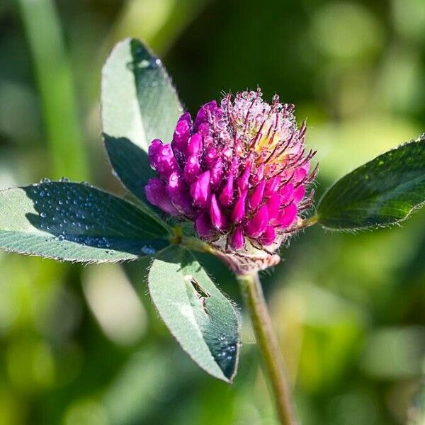 Trifolium pratense ᱵᱟᱦᱟ