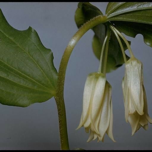 Prosartes smithii Други