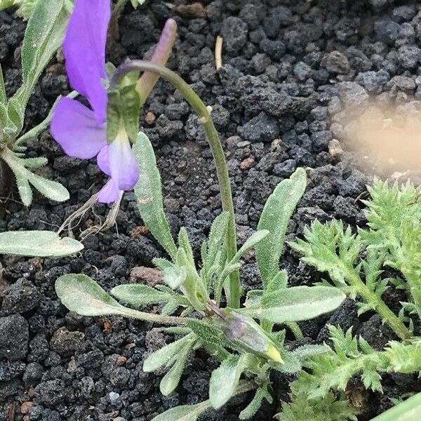 Viola aethnensis 花