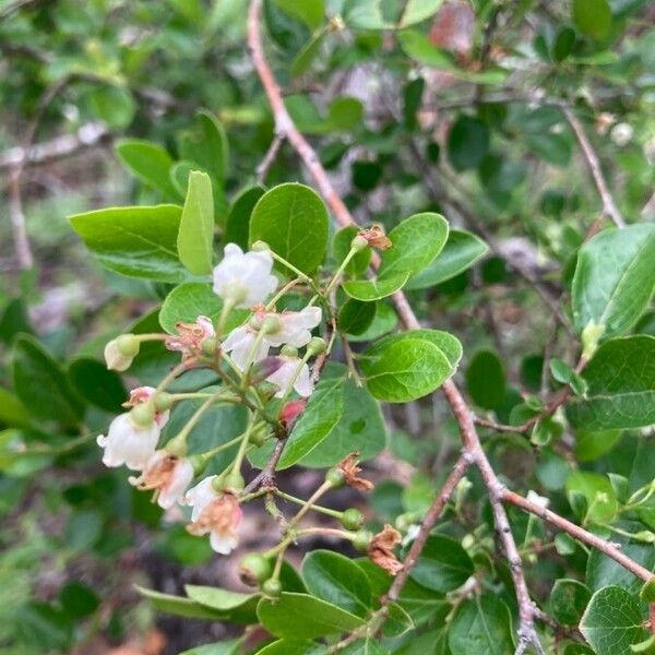 Vaccinium stamineum Leaf