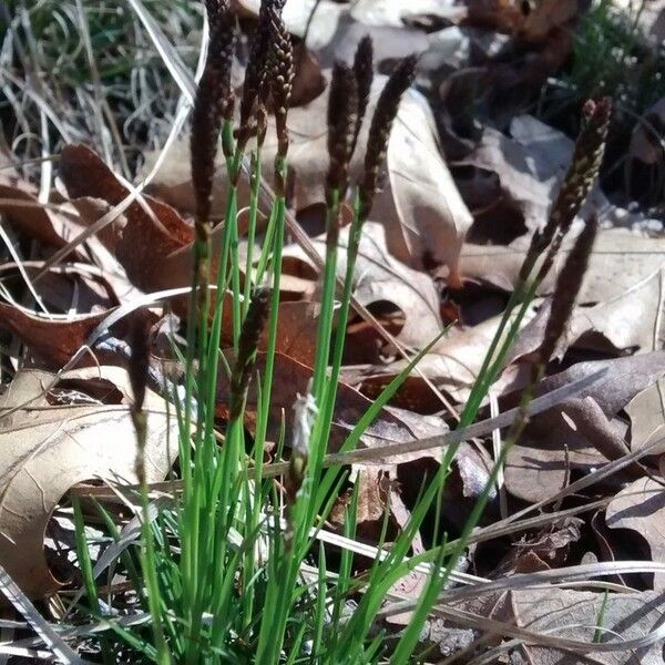 Carex pensylvanica ശീലം