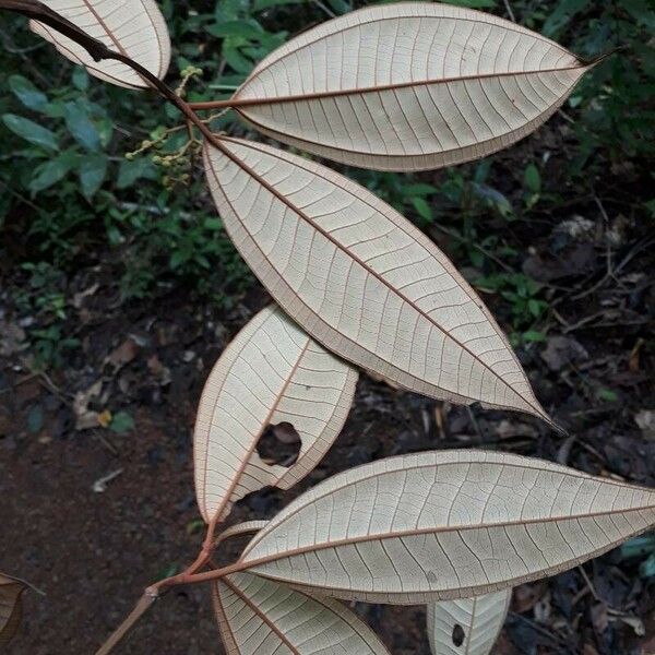 Miconia argyrophylla Blatt