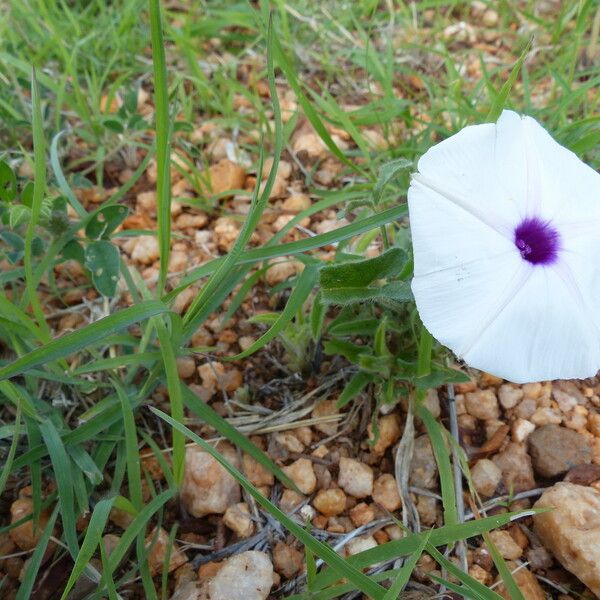 Ipomoea oenotherae Habitus