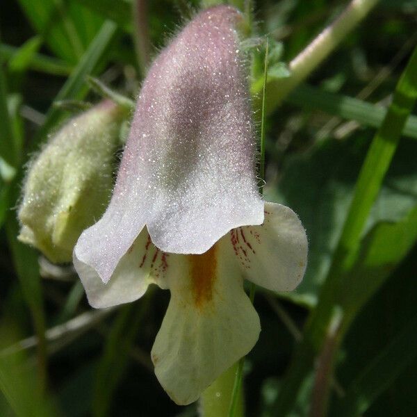 Sesamum sesamoides Blomst