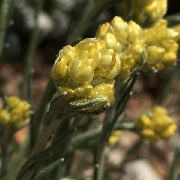 Helichrysum stoechas Цветок