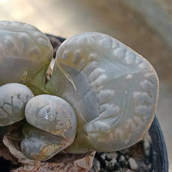 Lithops otzeniana List