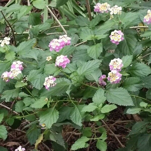 Lantana camara പുഷ്പം