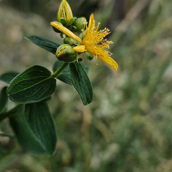 Hypericum maculatum Blüte