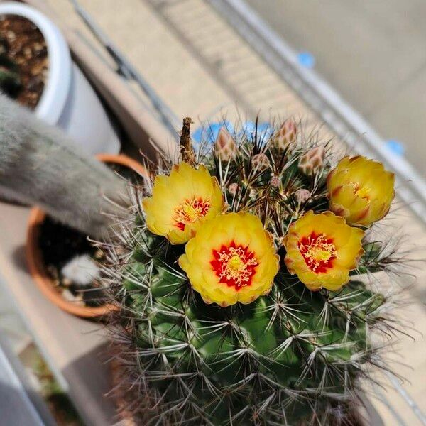 Ferocactus herrerae Lorea