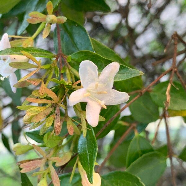 Abelia chinensis Flower