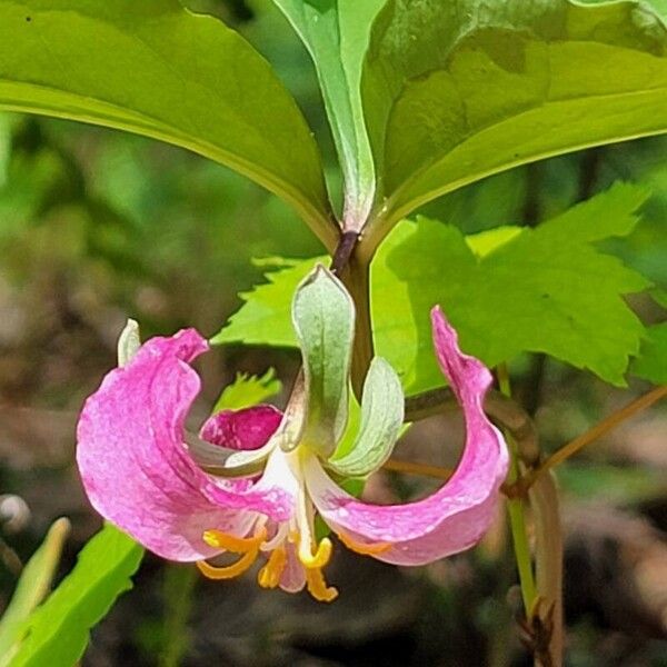 Trillium catesbaei Fleur