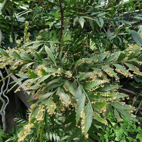 Phyllanthus arbuscula Floro