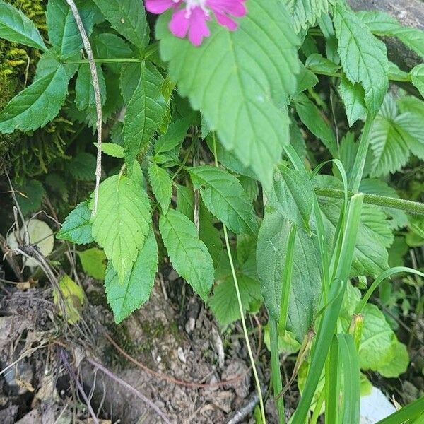 Silene pendula Λουλούδι