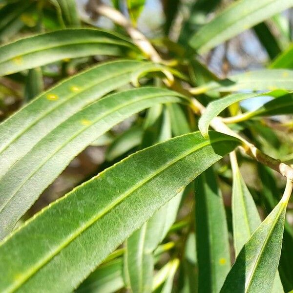 Salix humboldtiana Leaf