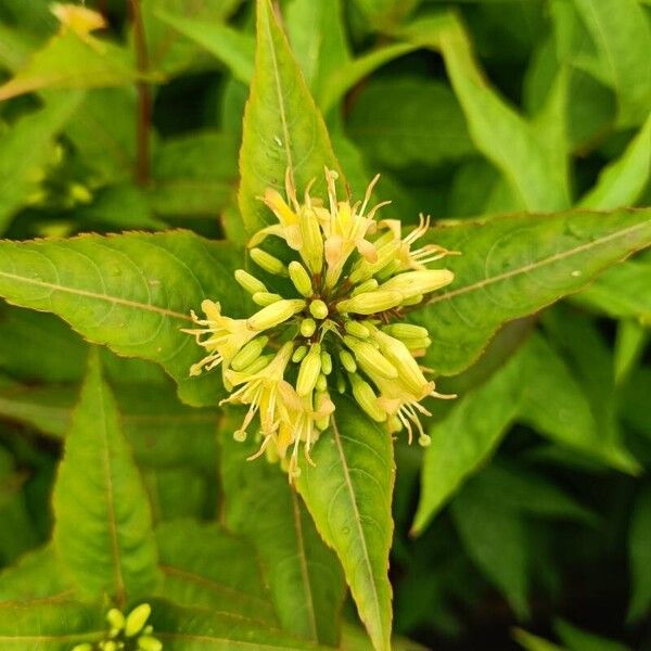 Diervilla sessilifolia Flower