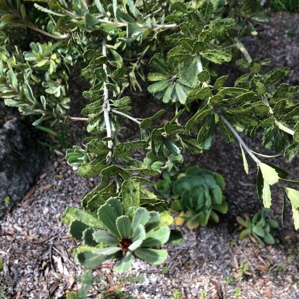 Banksia praemorsa Yaprak