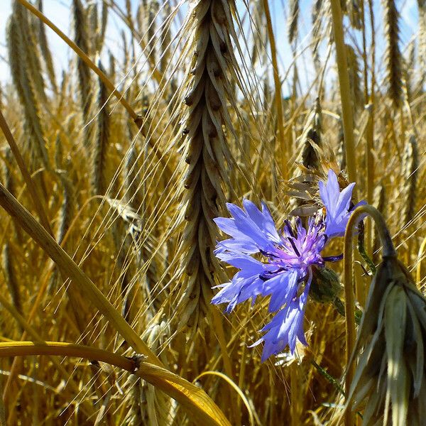 Centaurea cyanus Flower