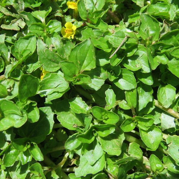 Mimulus glabratus Blatt