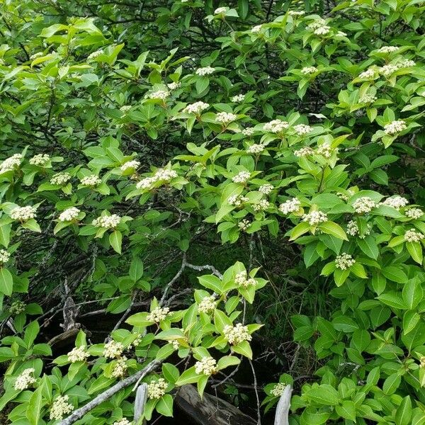 Viburnum nudum Õis