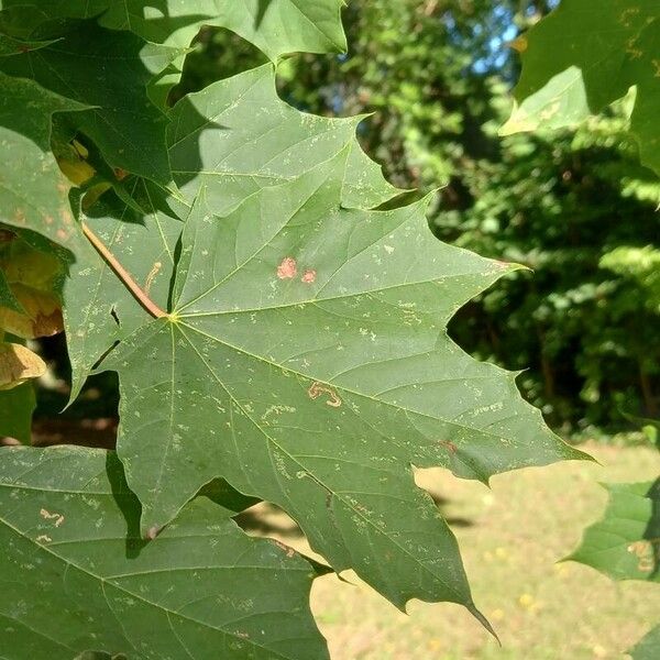 Acer platanoides برگ