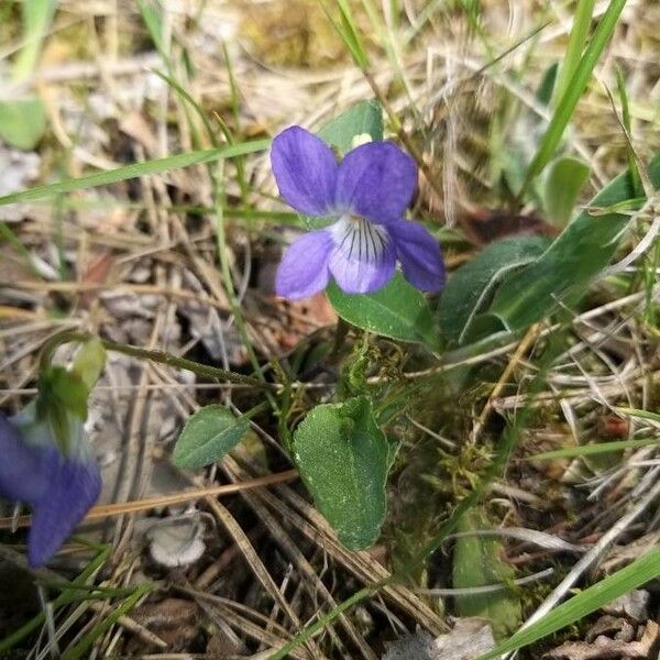 Viola canina Blüte