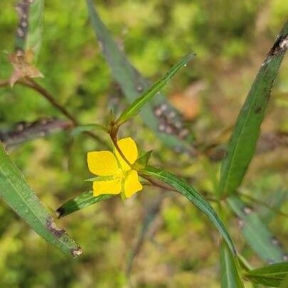 Ludwigia decurrens ফুল