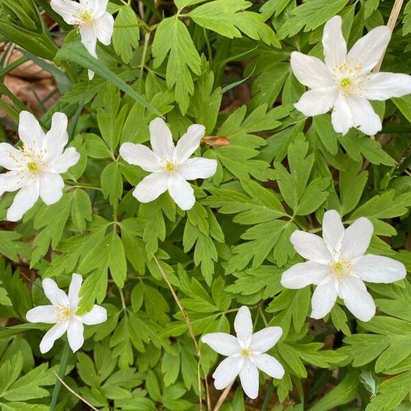 Anemonoides quinquefolia Flower