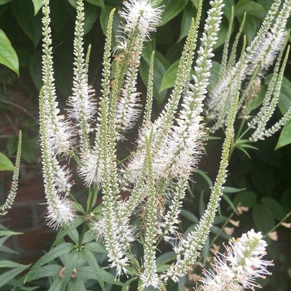 Veronicastrum virginicum Blüte