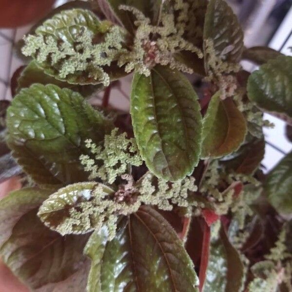 Pilea nummulariifolia পাতা