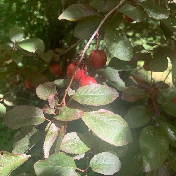 Prunus cerasifera Fruto